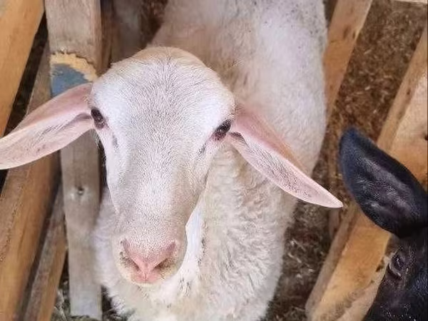 Қошқар, Romanov sheep — Өзбекстан