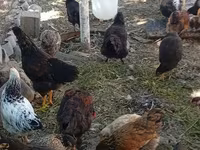 Chickens — الصورة 4