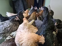 Chickens — Foto 1