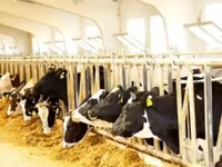 Cow, Cattle — photo 4