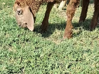 बकरा, बकरियाँ — फ़ोटो 3