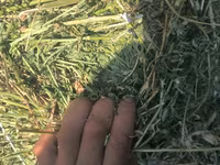 Тюки 2 укос — foto 2