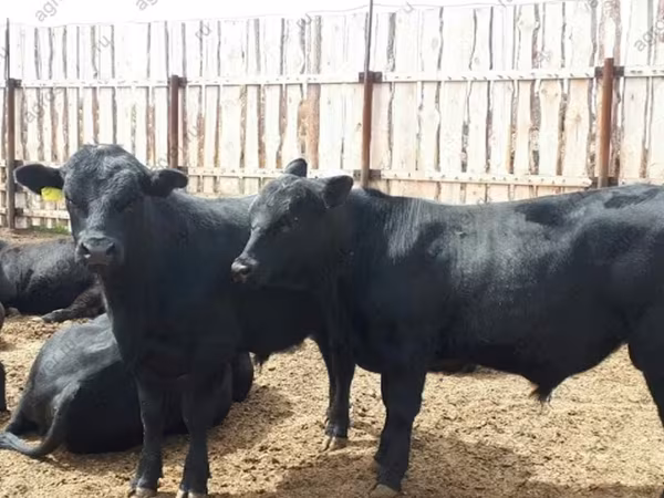 Bull, Cattle
