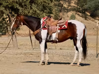 Айғыр, National Show Horse — 5-сурет