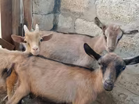 Goat, Saanen goat — photo 2