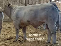 Бұқа, Charolais cattle — 6-сурет