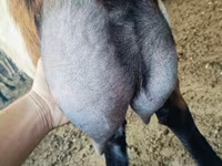 Теке, Nubian Goat — 1-сурет