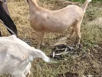Cabra, Saanen goat — foto 1