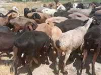Қошқар, Hissar sheep — 1-сурет