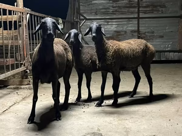 भेड़, Hissar sheep — किर्गिज़स्तान
