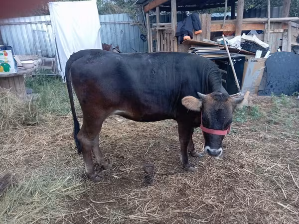 Сиыр, Swiss cattle — Қырғызстан