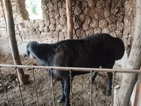 Қошқар, Red Karaman sheep — 4-сурет