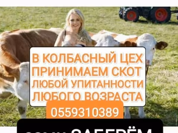 Бұқа, Ірі қара