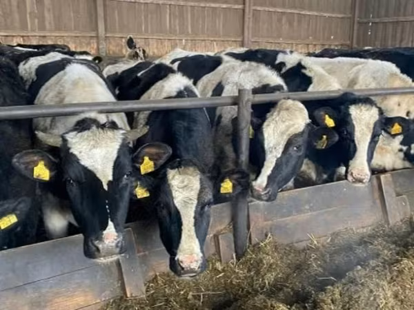 Сиыр, Russian Black pied cattle