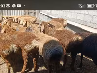 Carnero, Kazakh fat-tailed coarsewool sheep — foto 2