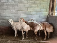 Қой, Afghan Arabi sheep — 4-сурет