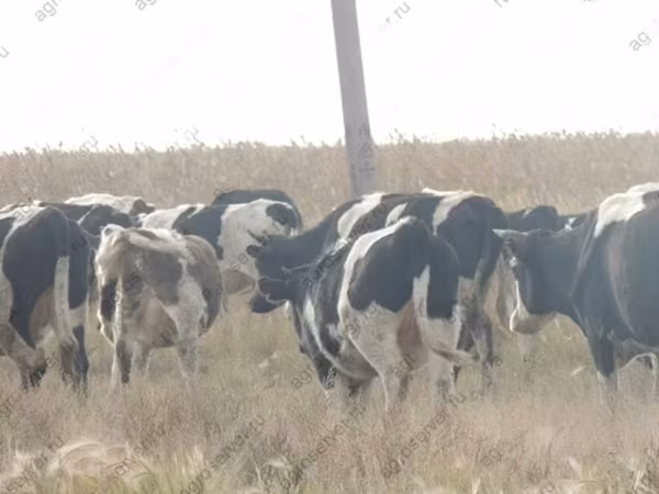 सांड, गोलस्टीन नस्ल