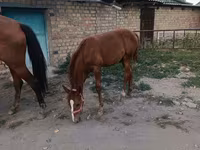 Mare, Thoroughbred horse — photo 5