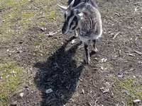 تيس, Saanen goat — الصورة 3