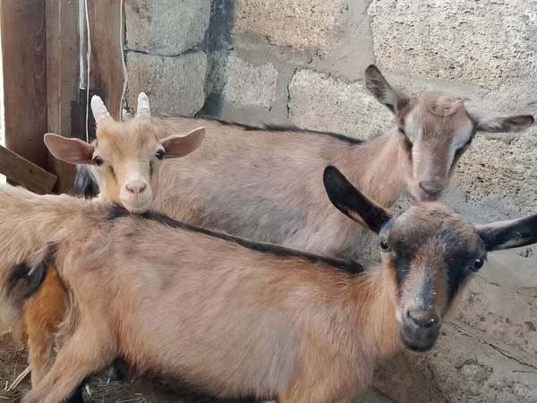 Goat, Alpine goat