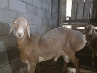 Қошқар, Arashan sheep — 6-сурет