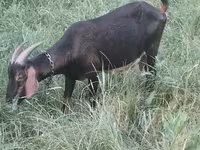 母山羊, Nubian Goat — 照片 2