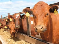 Cow, Swiss cattle — photo 7