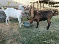 母山羊, Saanen goat — 照片 1
