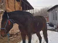 حصان, Arabian horse — الصورة 1