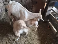 Goat, Saanen goat — photo 5