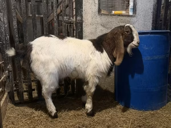 बकरा, Kamori goats
