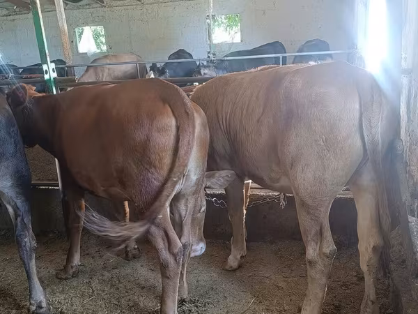 Vaca, Raza Alatau