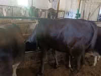 Vaca, Raza Alatau — foto 7