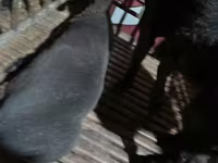 Carnero, Hissar sheep — foto 3