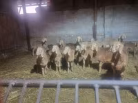 Carnero, Arashan sheep — foto 3