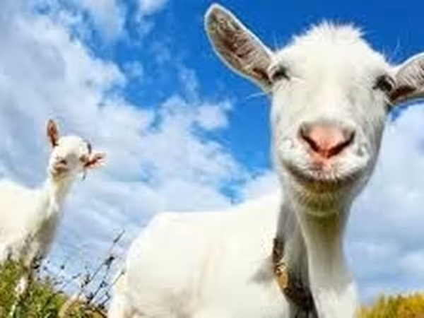 公山羊, Goats