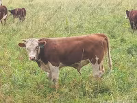Bull, Holstein breed — photo 5
