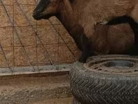 Billy Goat, Goats — photo 3