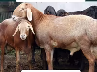 Қошқар, Arashan sheep — 4-сурет
