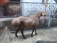 Қой, Қойлар — 1-сурет