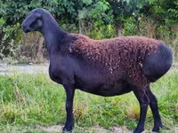 Ram, Sheep — photo 1