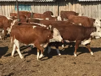 Bulle, Holstein-Rasse — Foto 4