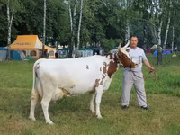 Сиыр, Айрширлық — 6-сурет
