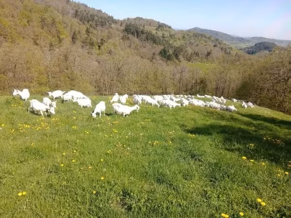 बकरी, Saanen goat