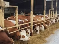 Сиыр, Simmental cattle — 2-сурет
