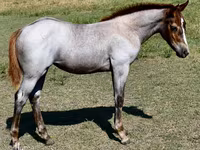 Stute, Quarter Horse — Foto 1