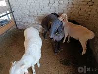 Ram, Sheep — photo 4
