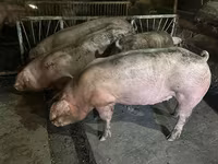 Porci de casa — 1-сурет