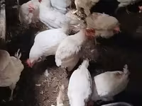 Chickens — 2-сурет