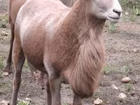मेढ़ा, Katum sheep — फ़ोटो 6